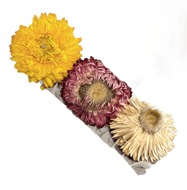 Sauge Blanche & Fleur de Paille Fagot 25-30gr 10cm